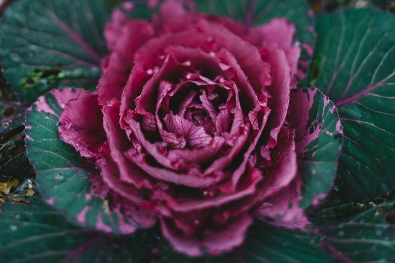 beautiful ornamental kale