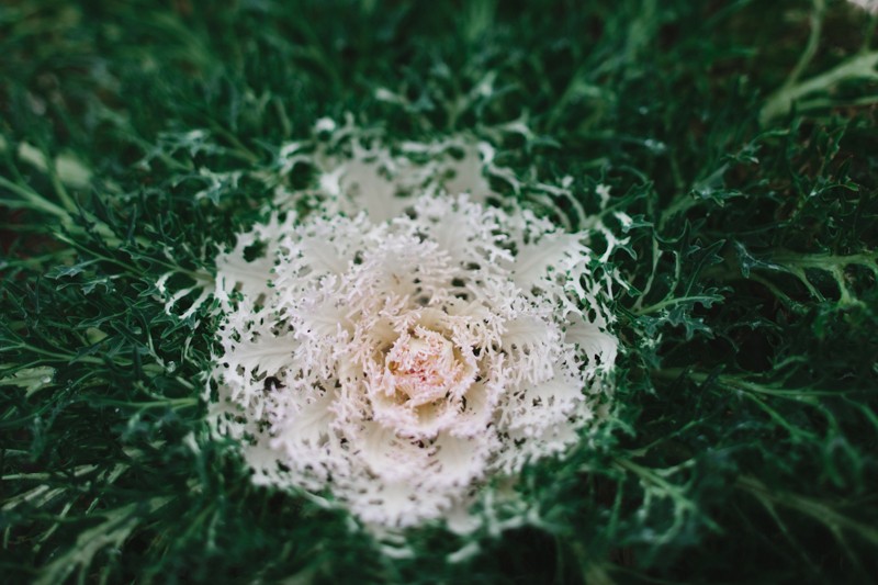 stunning ornamental cabbage