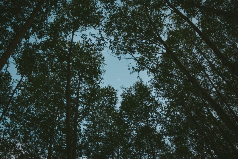 treetops point to the crescent moon in poulsbo, wa