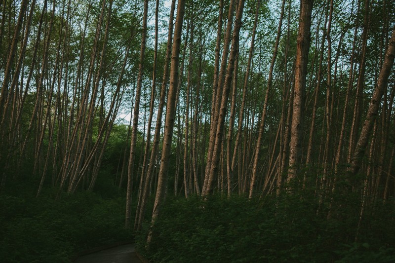 grove of birch trees, poulsbo, wa