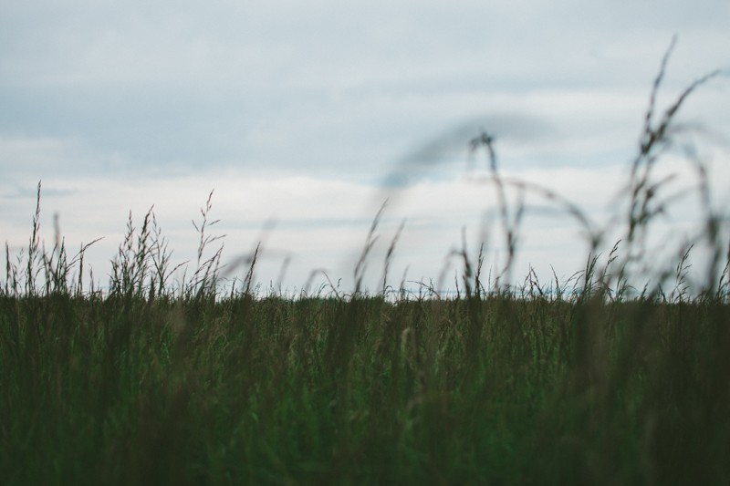 long grass at the beach in port townsend, wa