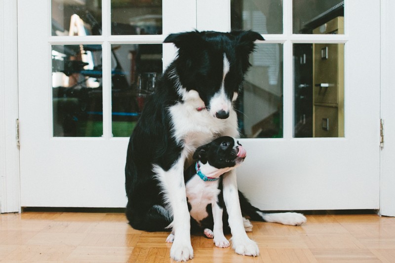 boston terrier puppy and border collie