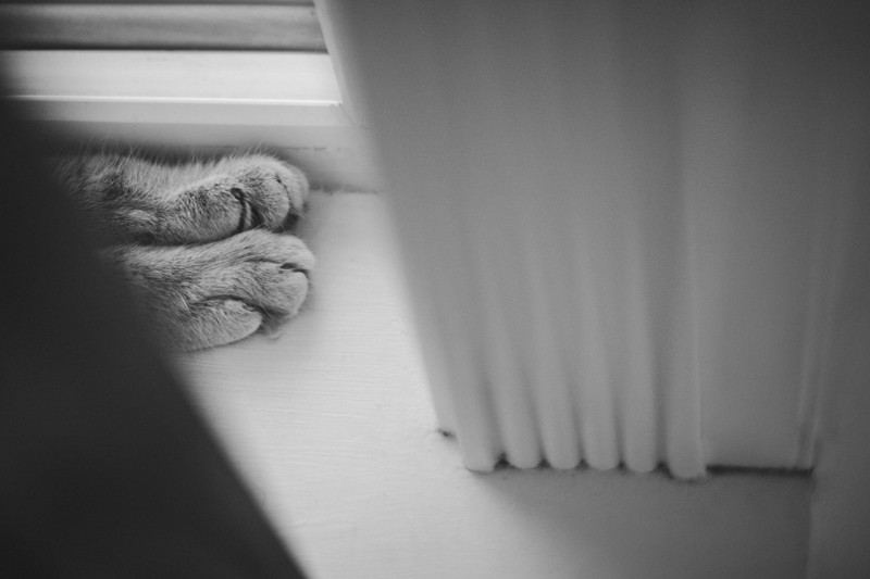 cat paws peeking out of window sill