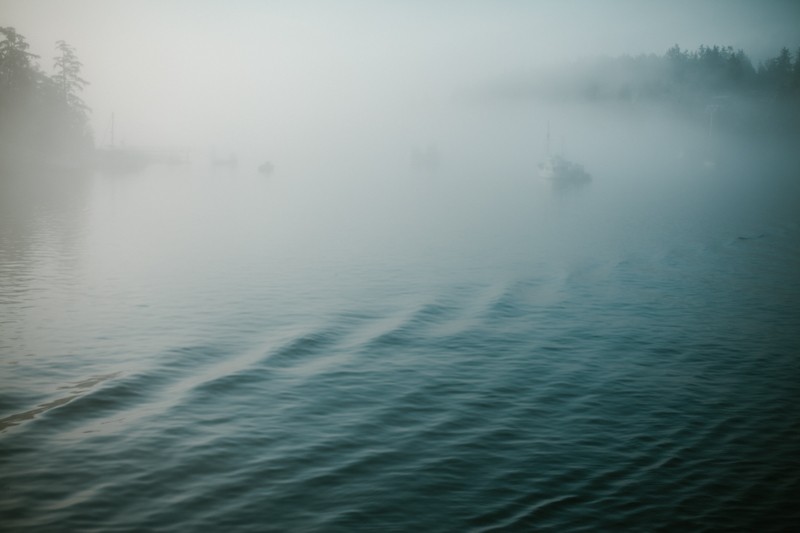 friday harbor fog