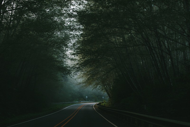 neah bay foggy tree shaded road