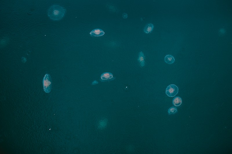 A smack of jellyfish near the water's surface in Port Orchard Bay, Washington.