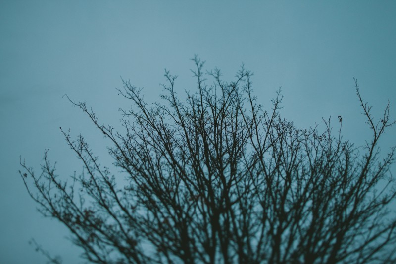 A tree with sparse branches at dusk.