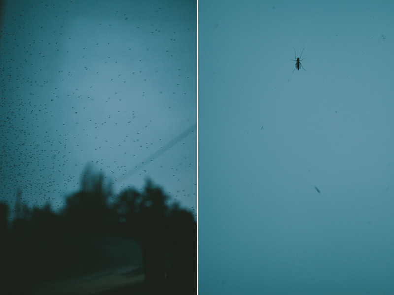 A swarm of mosquitos at North Beach in Port Townsend, Washington.