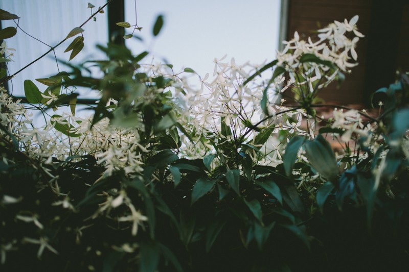 White flowers with greenery on an overhead trellis on Bainbridge Island, WA. 