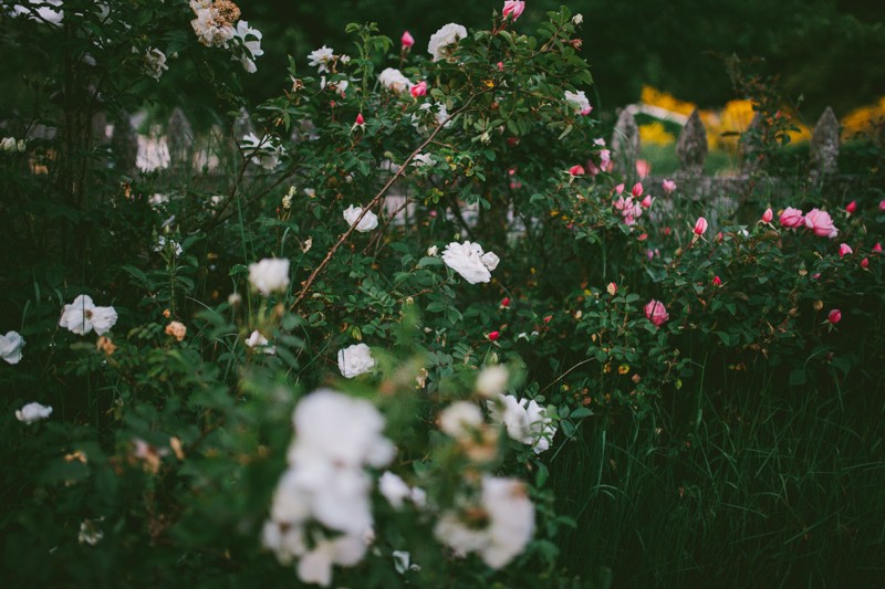 Pink and white garden Roses at dusk in Kitsap County, WA. 