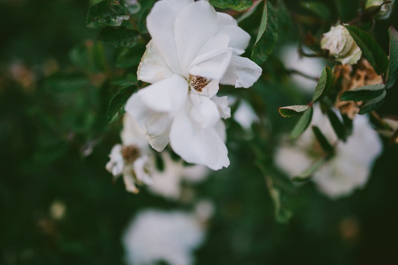 White Roses in a garden at dusk. 