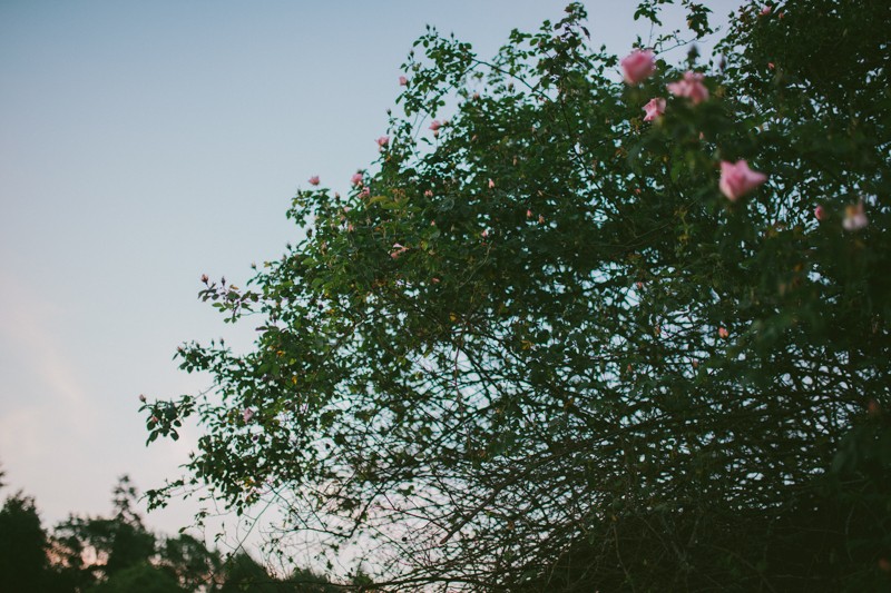 Tall Rose bush in Kitsap County, WA. 