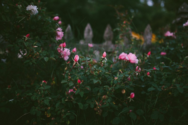 Pink Rose bush in front of a vintage picket fence. 