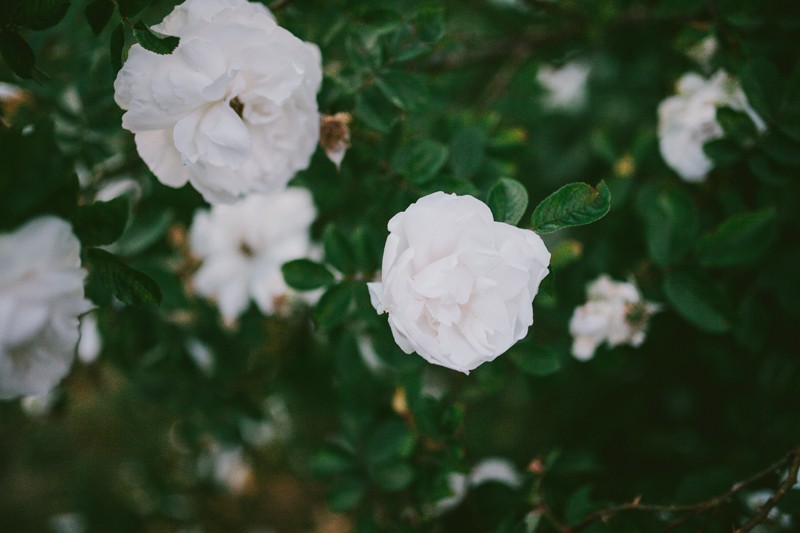 Lovely white Roses with deep green leaves. 