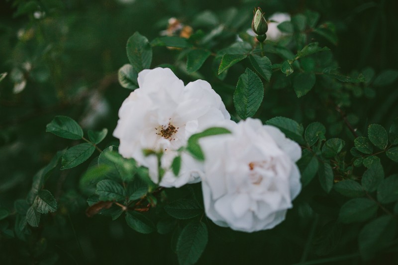 Dreamy white Roses at dusk. 