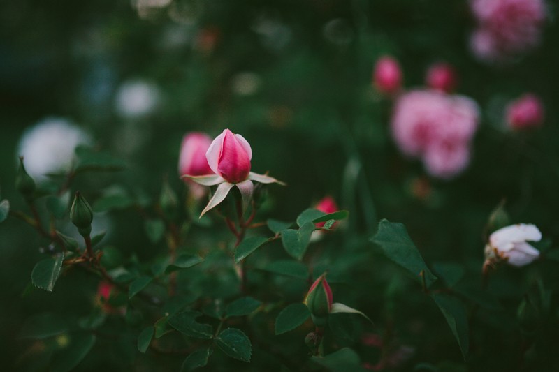 Bright pink Rosebud at dusk in Bremerton, WA. 