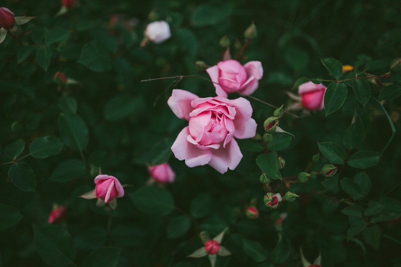 Blooming deep pink Roses in Kitsap County. 