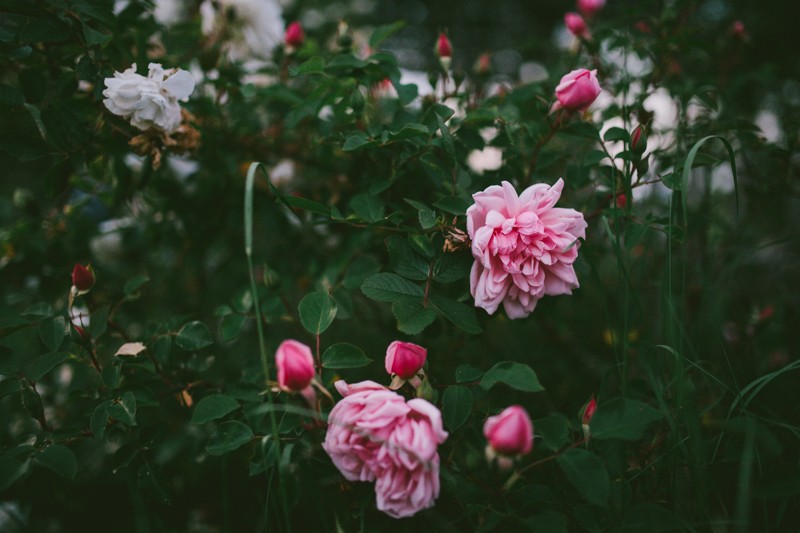 Rustic pink Rose bush with lush flowers. 