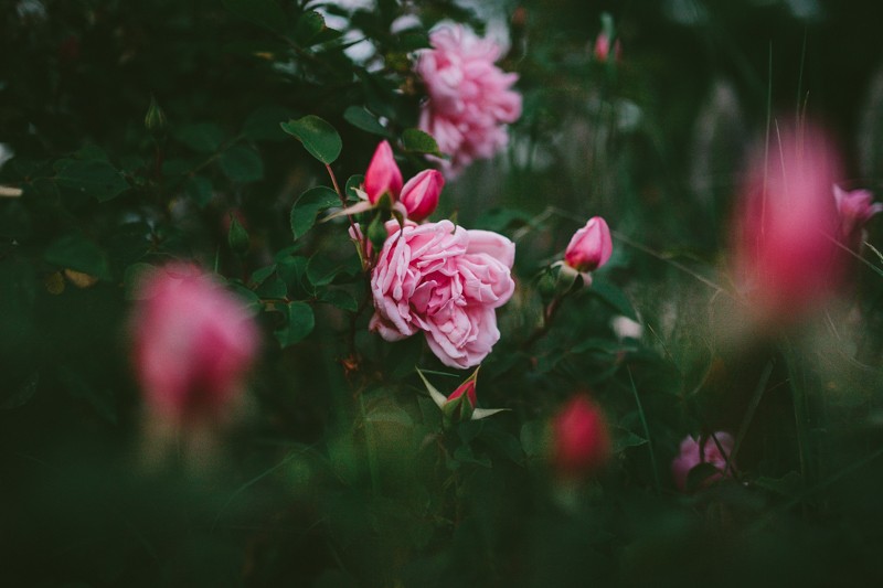 Full, lush pink Roses in Silverdale, WA. 