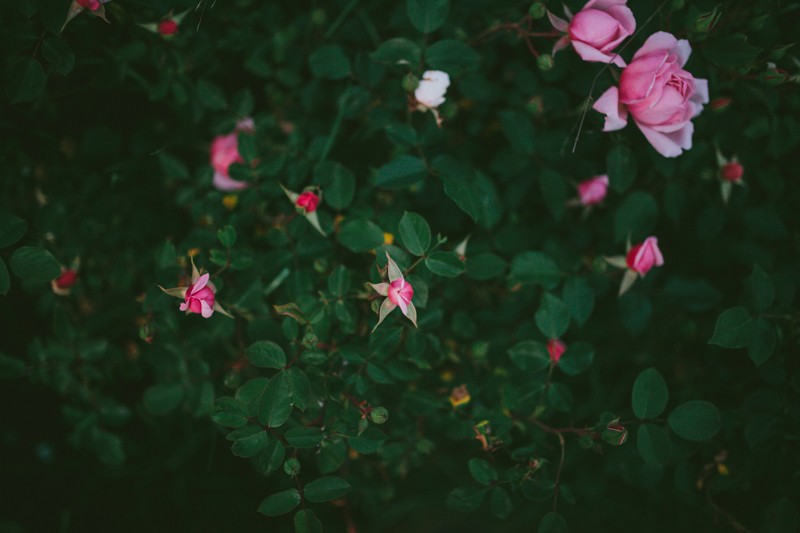 Pink Rose bush in bloom. 