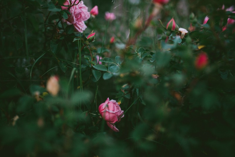 Blooming pink Rose hidden in grass and leaves. 