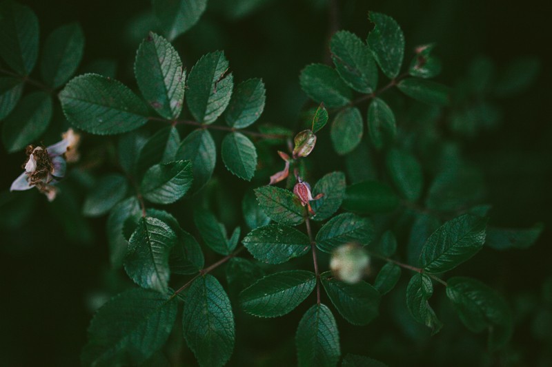 Close-up of Rose bush leaves. 