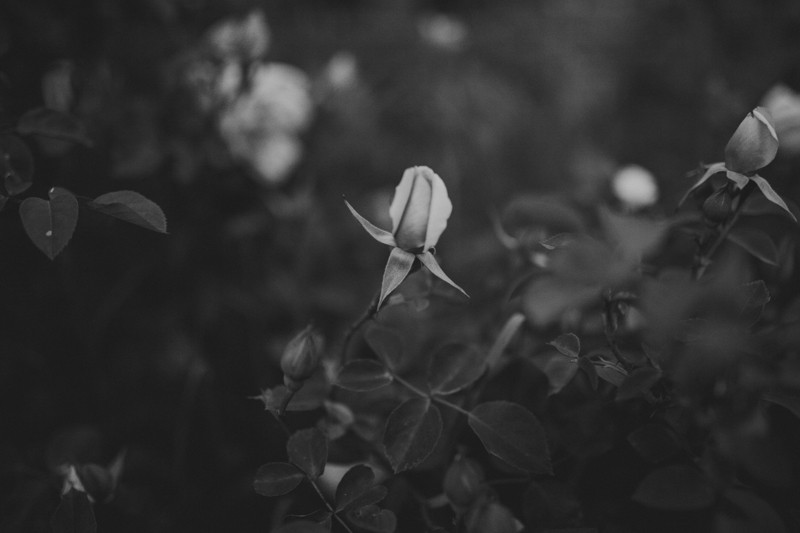 Unbloomed Rosebud. 