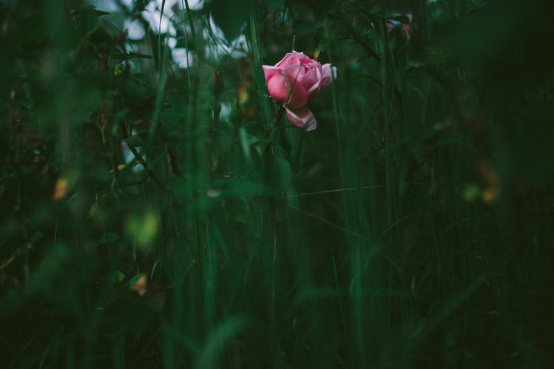 Pink Rose hidden in tall grass. 