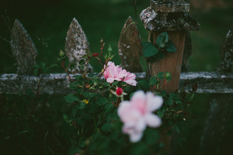 Rustic wooden fence with an unkempt pink Rose bush. 