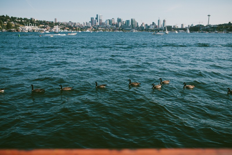 Geese swimming in a row on Lake Union in Seattle. 