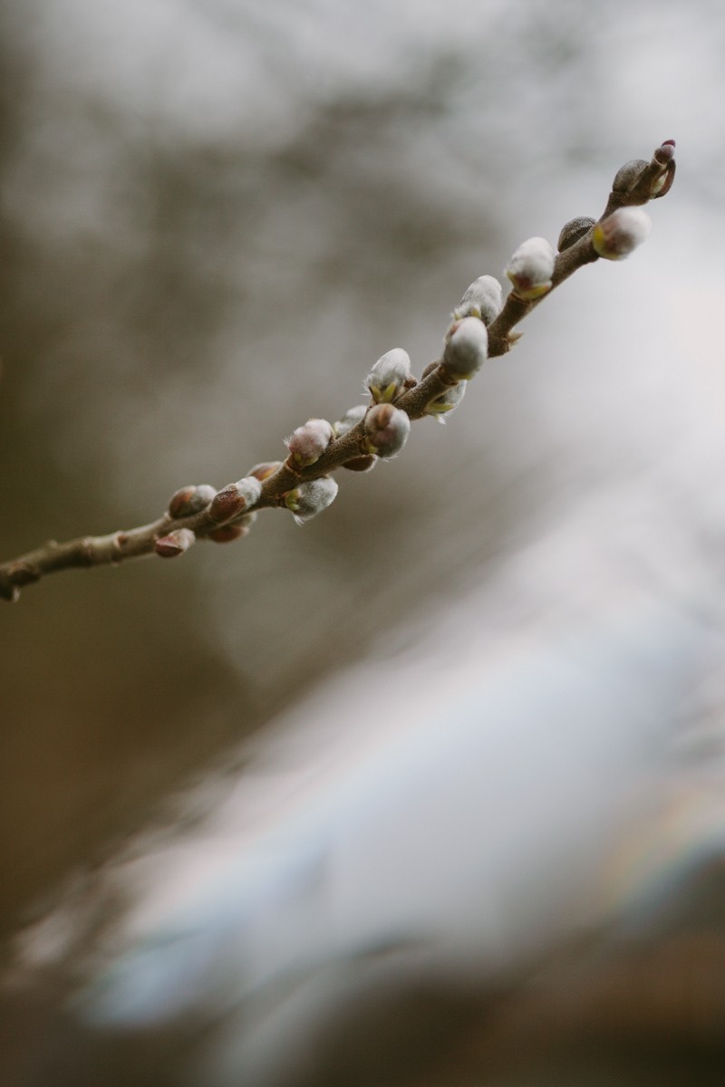 Beautiful Pussy Willow twig in Indianola. 