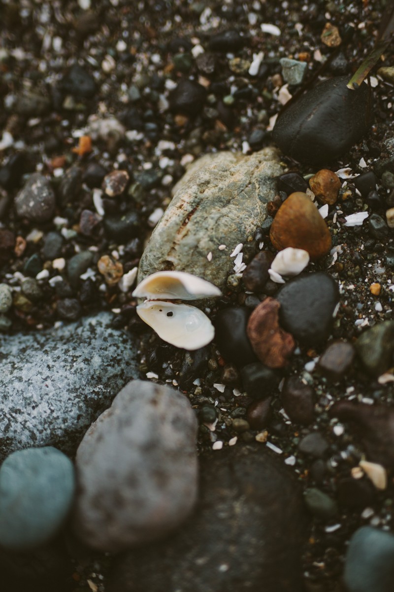 Small shell, opened, at Indianola Beach. 