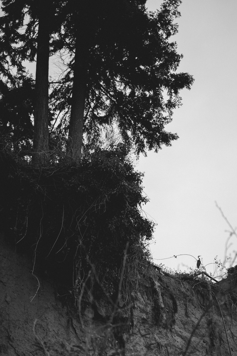 A Heron on a cliff, overlooking the beach in Indianola, Washington. 