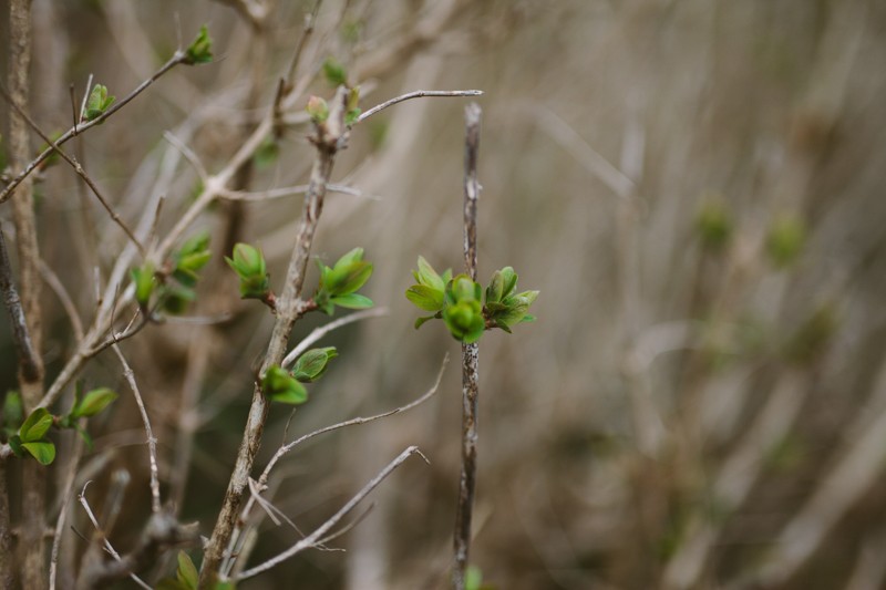 New life blooming in Winter, at Indianola Beach, in Washington. 