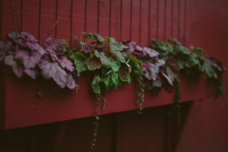 Colorful leaves in a red wooden planter box at the Indianola Country Store. 