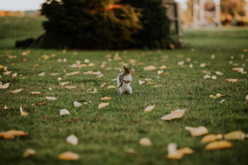 Adorable squirrel, surrounded by yellow Autumn leaves, at Evergreen Park in Bremerton, WA. 