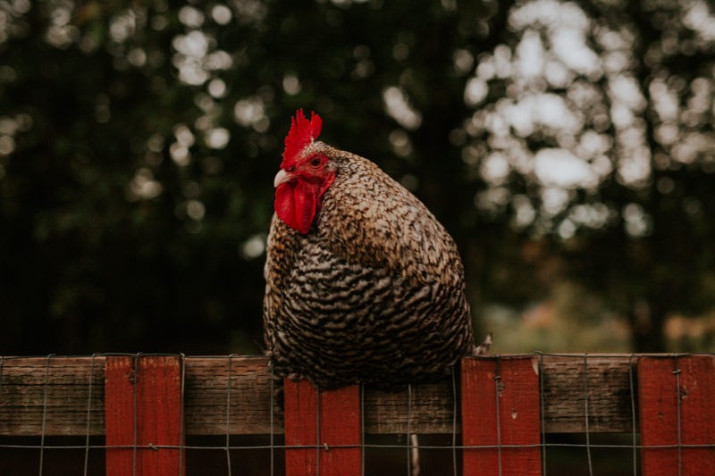 Black Diamond Gardens' country charm, with a rooster sitting on a rustic fence. 