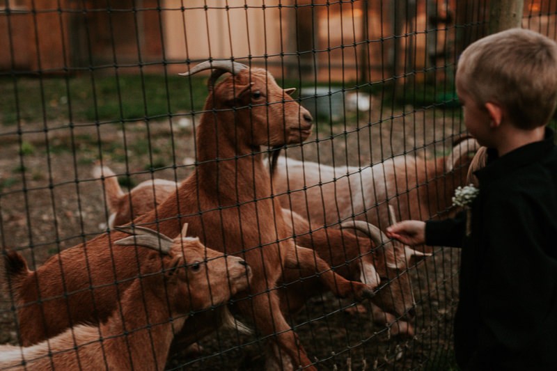 Goats beg for more apple slices, during a wedding reception at Black Diamond Gardens. 