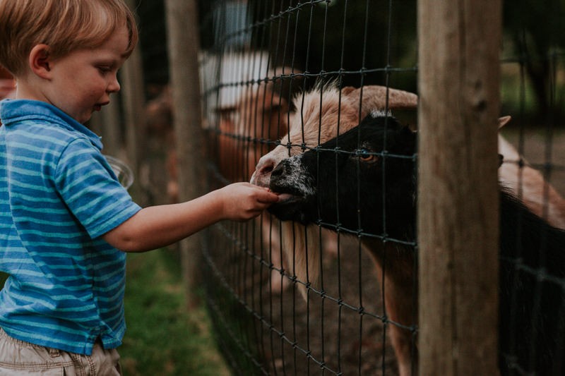 Toddler feeding apple slices to goats at Black Diamond Gardens. 