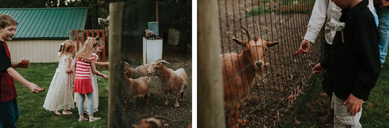 Farm fun at Black Diamond Gardens, with kids feeding apple slices to goats. 