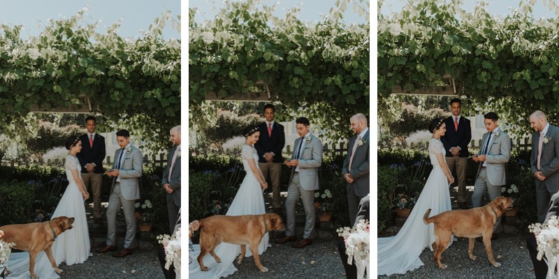 Family dog interrupts garden wedding ceremony on Whidbey Island, near Seattle. 