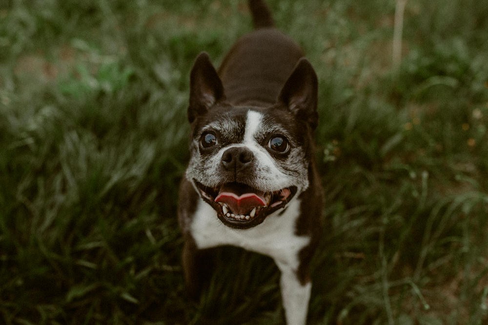 Smiling Boston Terrier dog portraits. 