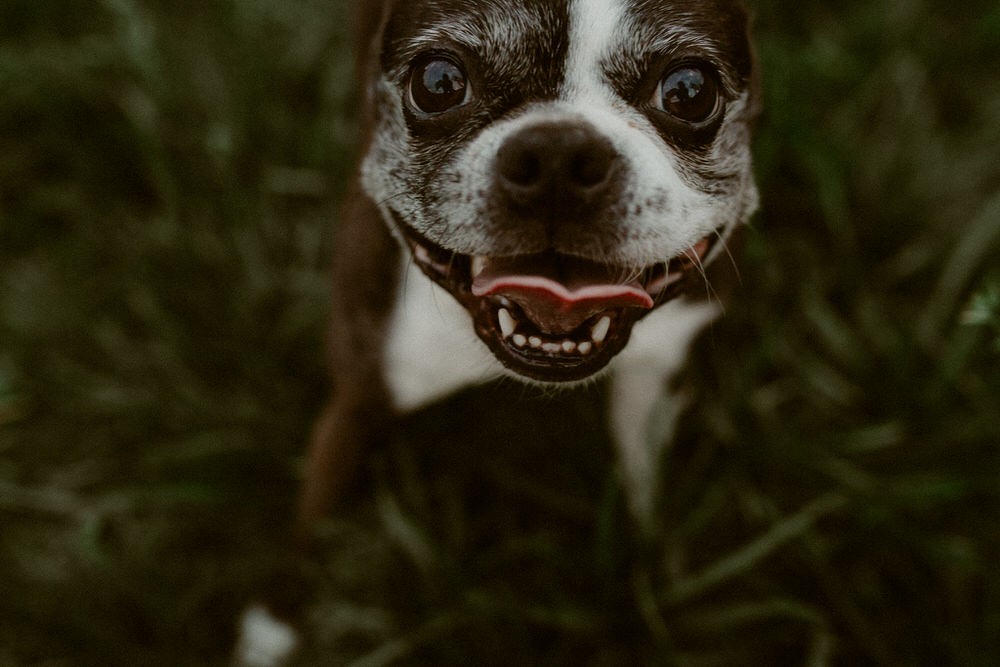 Smiling Boston Terrier dog playing in the grass. 