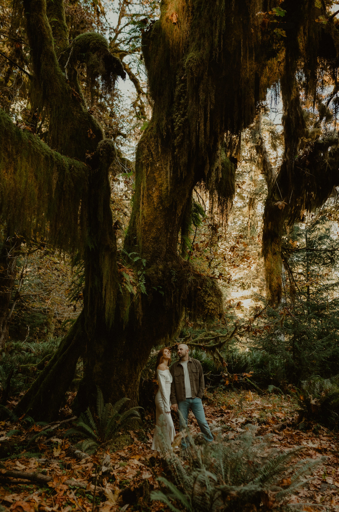 Hoh Rainforest old-growth moss-covered tree in Forks Washington