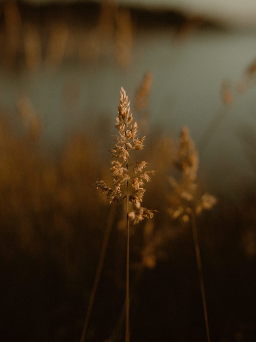 2X0A8099-Edit-2