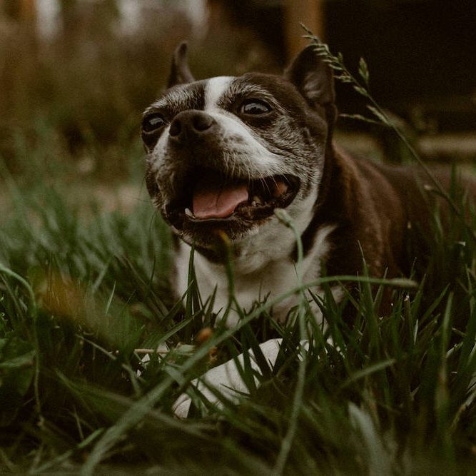 Cute Boston Terrier dog rolling in the grass.